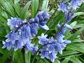 2010-0514-1500_Bluebells_14,3C